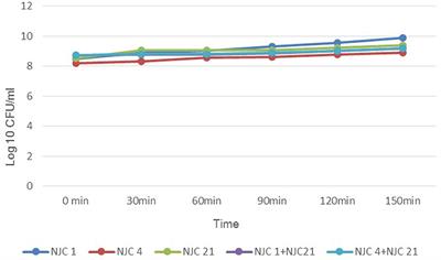 Harnessing the efficacy of multifunctional rhizobacterial consortia for promoting the growth of Anethum graveolens L.